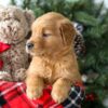 Image of Rusty, a Golden Retriever puppy