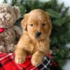 Image of Rusty, a Golden Retriever puppy