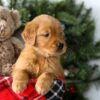 Image of Rusty, a Golden Retriever puppy