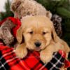 Image of Samson, a Golden Retriever puppy