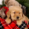 Image of Samson, a Golden Retriever puppy