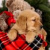 Image of Samson, a Golden Retriever puppy