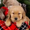 Image of Samson, a Golden Retriever puppy