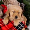 Image of Samson, a Golden Retriever puppy