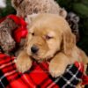 Image of Samson, a Golden Retriever puppy