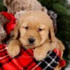 Image of Samson, a Golden Retriever puppy