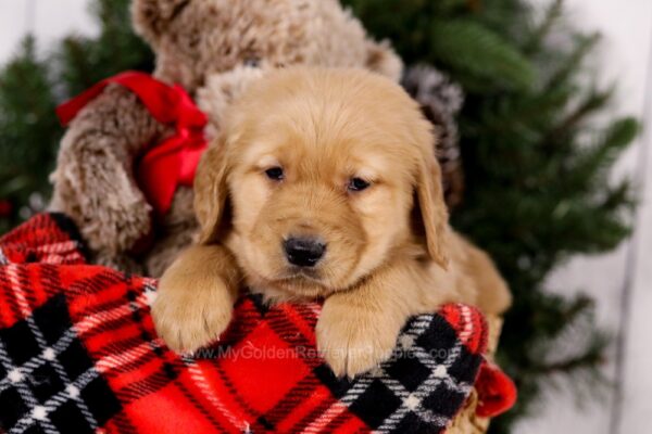 Image of Samson, a Golden Retriever puppy