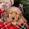 Image of Shadow, a Golden Retriever puppy