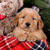 Image of Shadow, a Golden Retriever puppy