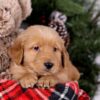 Image of Shadow, a Golden Retriever puppy