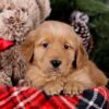 Image of Shadow, a Golden Retriever puppy