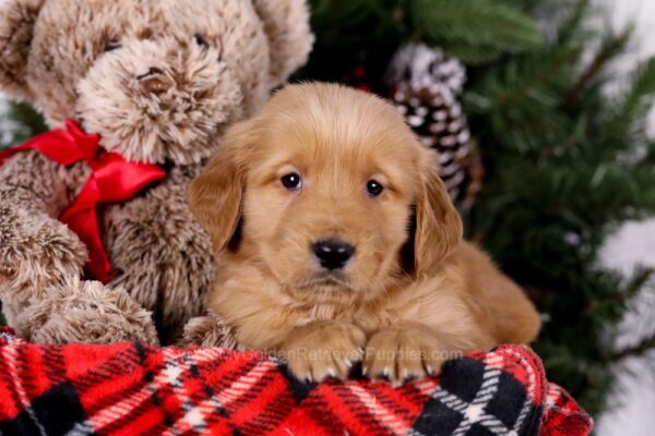 Image of Shadow, a Golden Retriever puppy