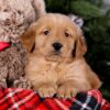 Image of Shadow, a Golden Retriever puppy