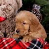 Image of Shadow, a Golden Retriever puppy