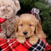 Image of Shadow, a Golden Retriever puppy