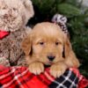 Image of Shadow, a Golden Retriever puppy