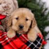 Image of Skyla, a Golden Retriever puppy