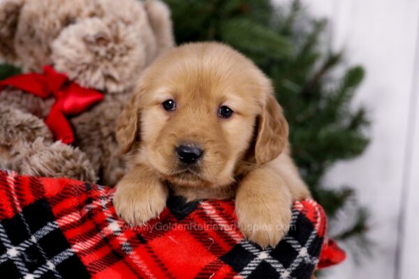 Image of Skyla, a Golden Retriever puppy