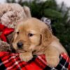 Image of Skyla, a Golden Retriever puppy