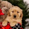 Image of Sookie, a Golden Retriever puppy