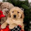 Image of Sookie, a Golden Retriever puppy