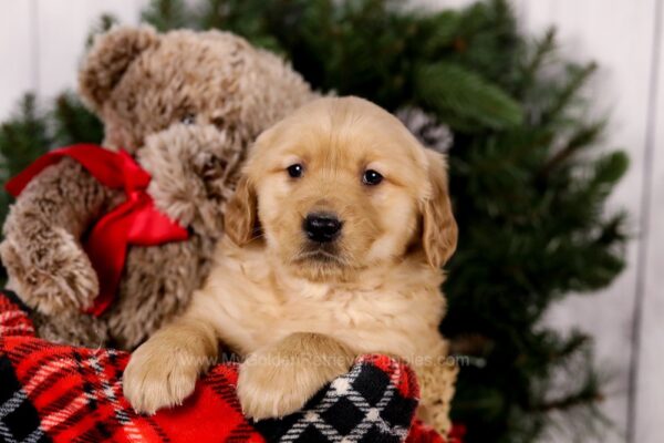 Image of Sookie, a Golden Retriever puppy