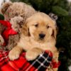 Image of Sookie, a Golden Retriever puppy