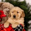 Image of Sookie, a Golden Retriever puppy