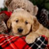 Image of Sookie, a Golden Retriever puppy