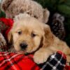 Image of Sookie, a Golden Retriever puppy