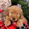 Image of Squirt, a Golden Retriever puppy