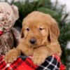 Image of Squirt, a Golden Retriever puppy