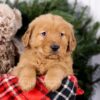 Image of Squirt, a Golden Retriever puppy