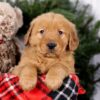 Image of Squirt, a Golden Retriever puppy