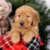 Image of Squirt, a Golden Retriever puppy