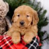 Image of Squirt, a Golden Retriever puppy