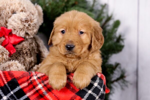 Image of Squirt, a Golden Retriever puppy