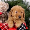 Image of Squirt, a Golden Retriever puppy