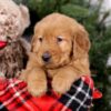 Image of Squirt, a Golden Retriever puppy