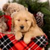 Image of Steward, a Golden Retriever puppy