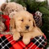 Image of Steward, a Golden Retriever puppy