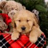 Image of Steward, a Golden Retriever puppy