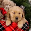 Image of Steward, a Golden Retriever puppy