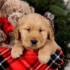 Image of Steward, a Golden Retriever puppy