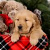 Image of Steward, a Golden Retriever puppy