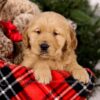 Image of Steward, a Golden Retriever puppy