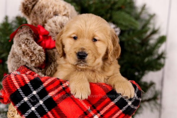 Image of Steward, a Golden Retriever puppy