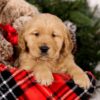 Image of Steward, a Golden Retriever puppy