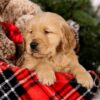 Image of Steward, a Golden Retriever puppy