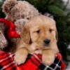 Image of Sugar, a Golden Retriever puppy